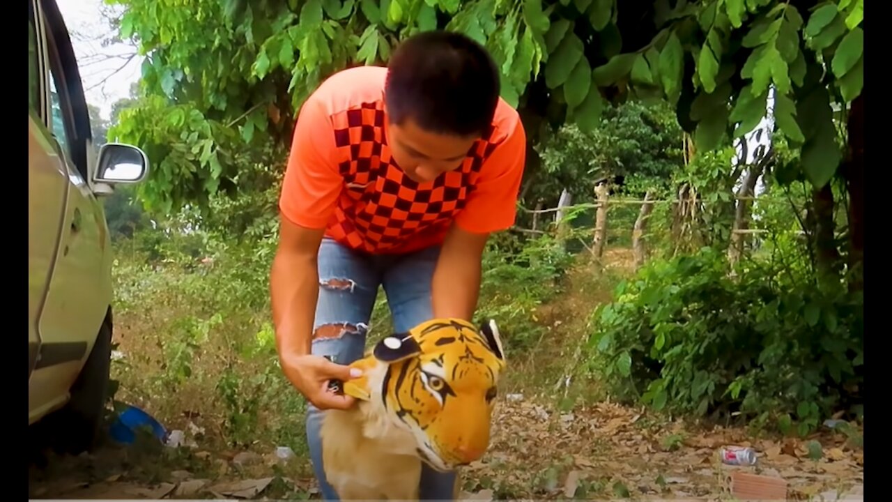 Tiger mask prank dog! Funny