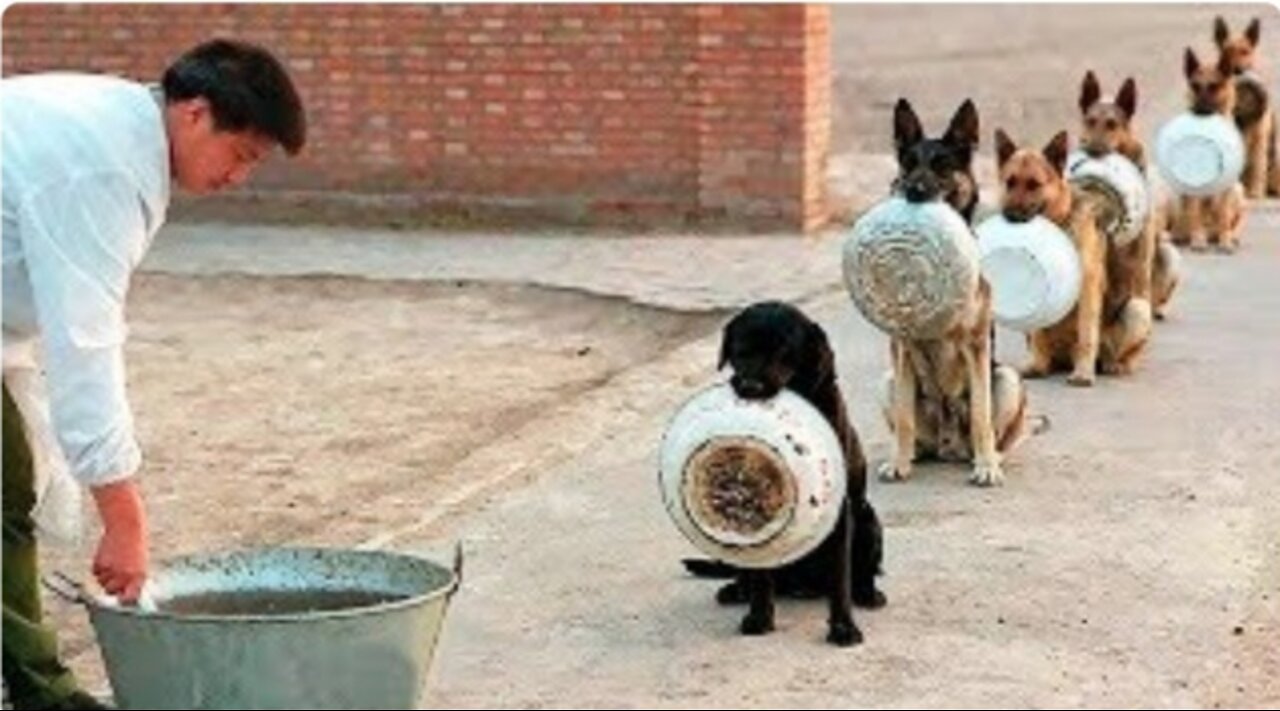 10 BEST DISCIPLINED DOGS IN THE WORLD.