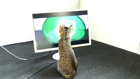 Funny Cat Sees Himself on the PC