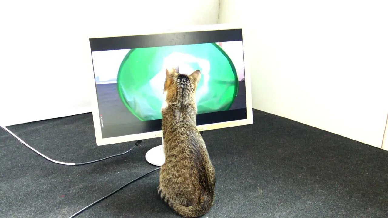 Funny Cat Sees Himself on the PC