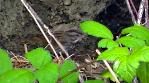 IECV NV #479 - 👀 Song Sparrow Still Searching For Food On The Dirt Hill🐤 10-14-2017