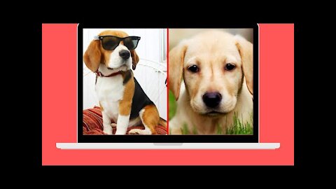 Cute And Funny Pet Videos Compilation #8 ♥ Funny Dog Videos Baby Dogs !!!