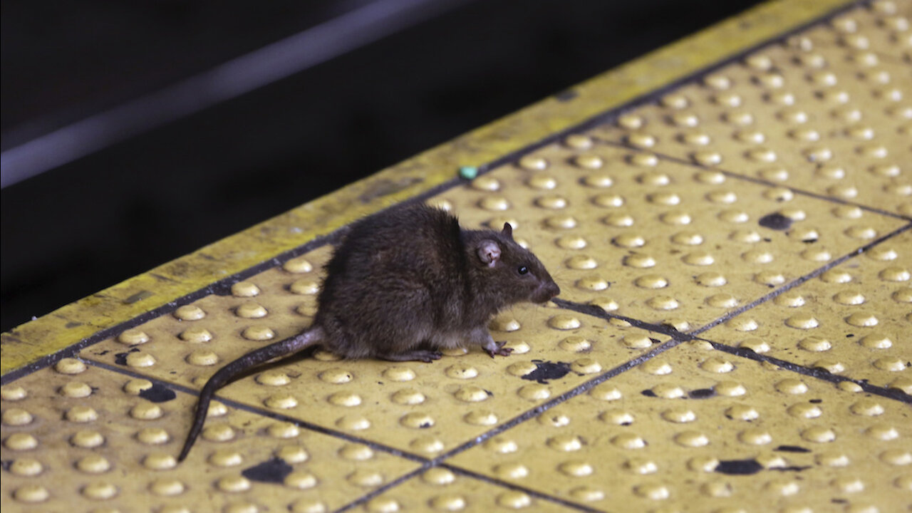 First confirmed human case of Sin Nombre hantavirus reported in Michigan