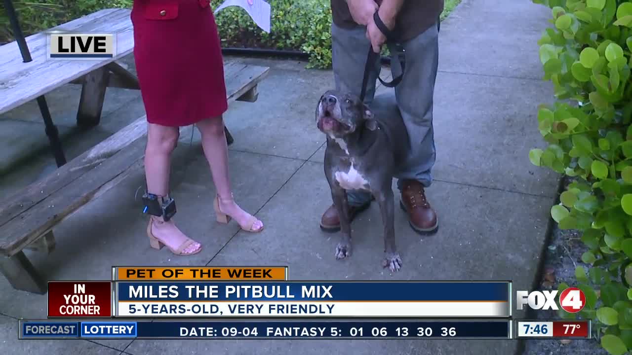 Pet of the Week: Miles