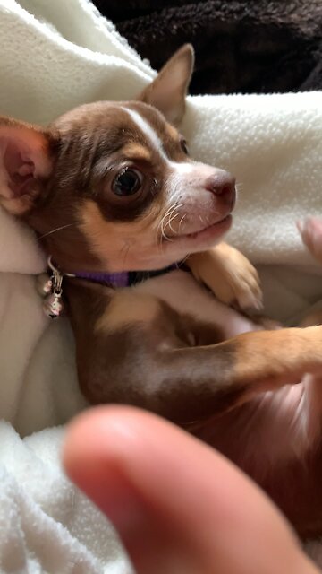 Chihuahua Acting Tough😂