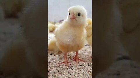 Cute Funny Little Baby Chickens