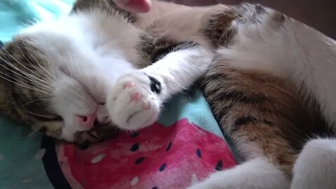 Cat Nail Clipping
