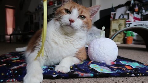 Cat Plays With Star And Knocks Over Alien