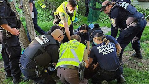 Montreal's Bear Was Reportedly Euthanized & An Animal Rescue Group Is 'In Shock'