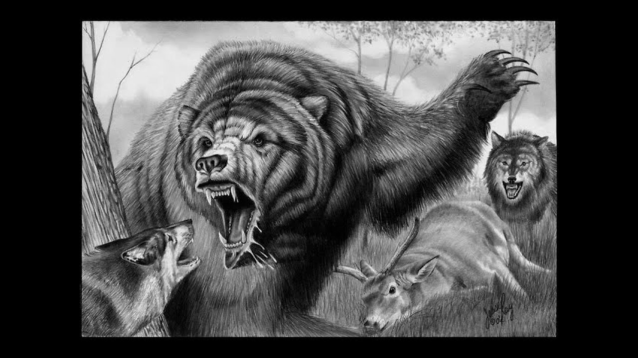 Wolves attacked a grizzly bear. Will he escape?