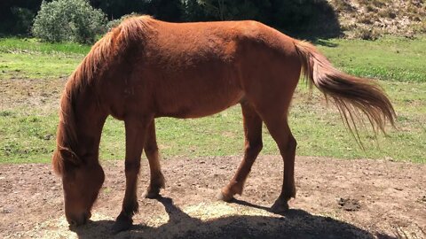 Arthur follows me around. The horses are putting on weight with access to hay 24/7