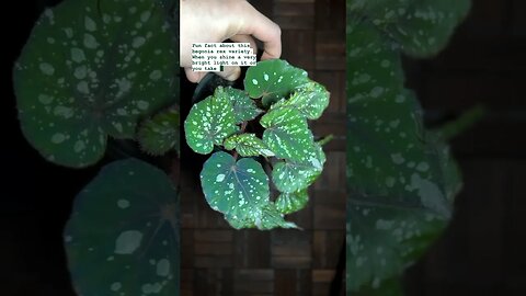 Not all begonias do that and some reflect more boue than others :) #houseplants #begonia