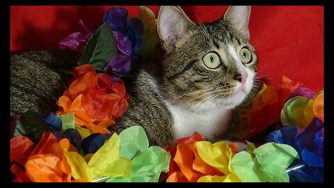 Cat Photography
