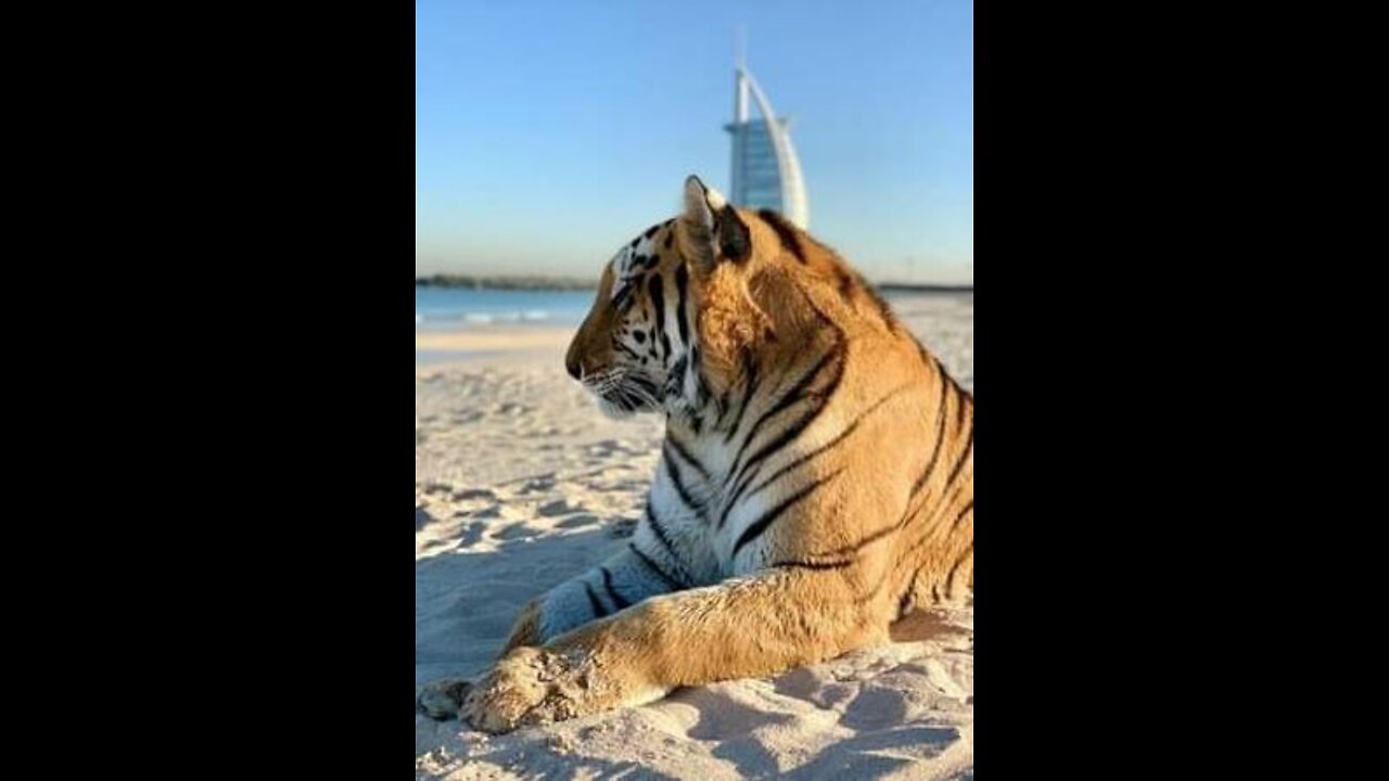 It only happens in DUBAI