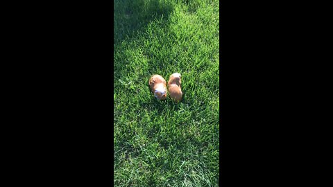 how many guinea pigs dose it take to mow my lawn?