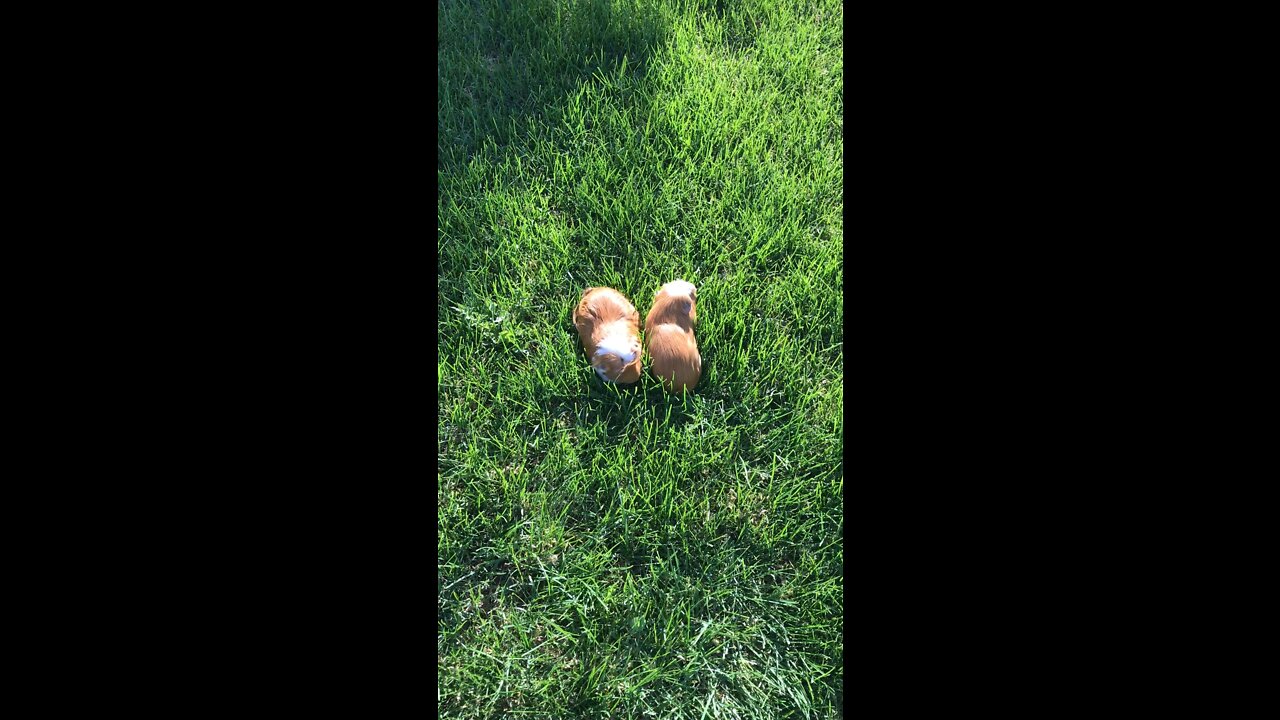 how many guinea pigs dose it take to mow my lawn?