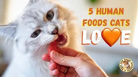 5 Human Foods That Cats Love (Funny Cats and #CatFacts)