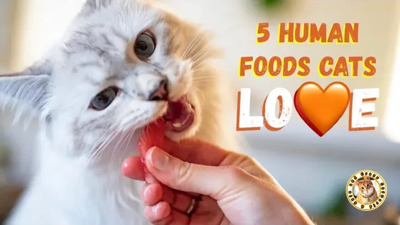 5 Human Foods That Cats Love (Funny Cats and #CatFacts)