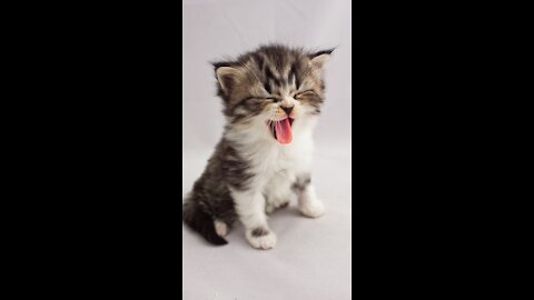 Marshmallow Munchkin Kittens So Cute It Hurts!