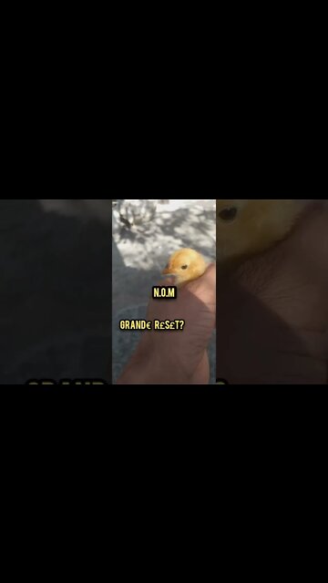 Pintinho! Falei sobre o GRANDE R€S£T