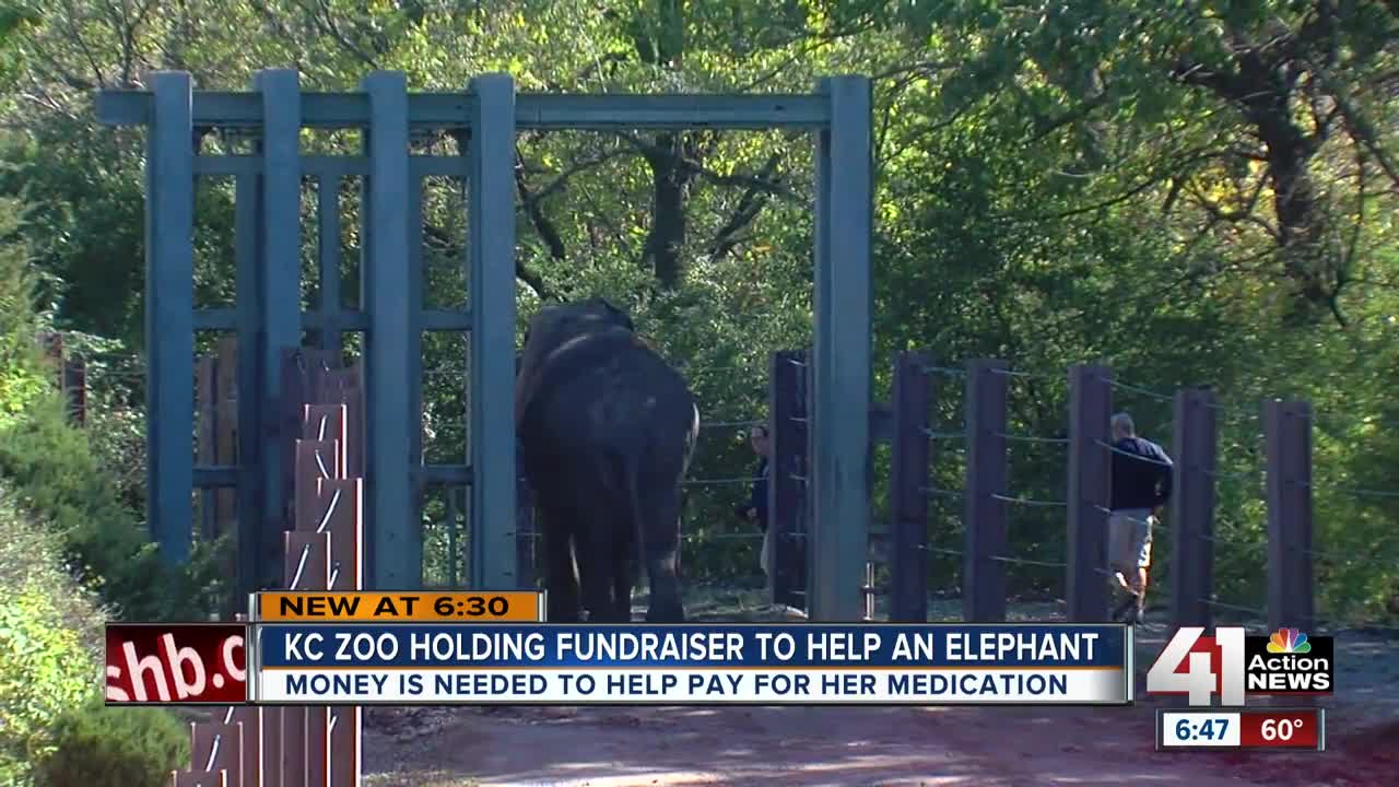 KC Zoo elephant has disease common to humans