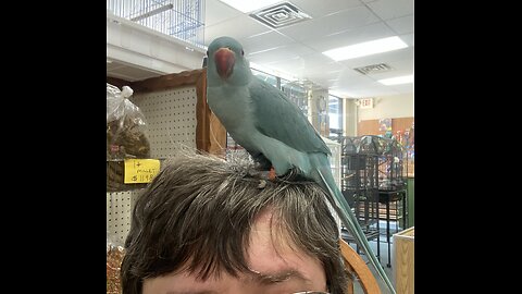 Baby Ringneck