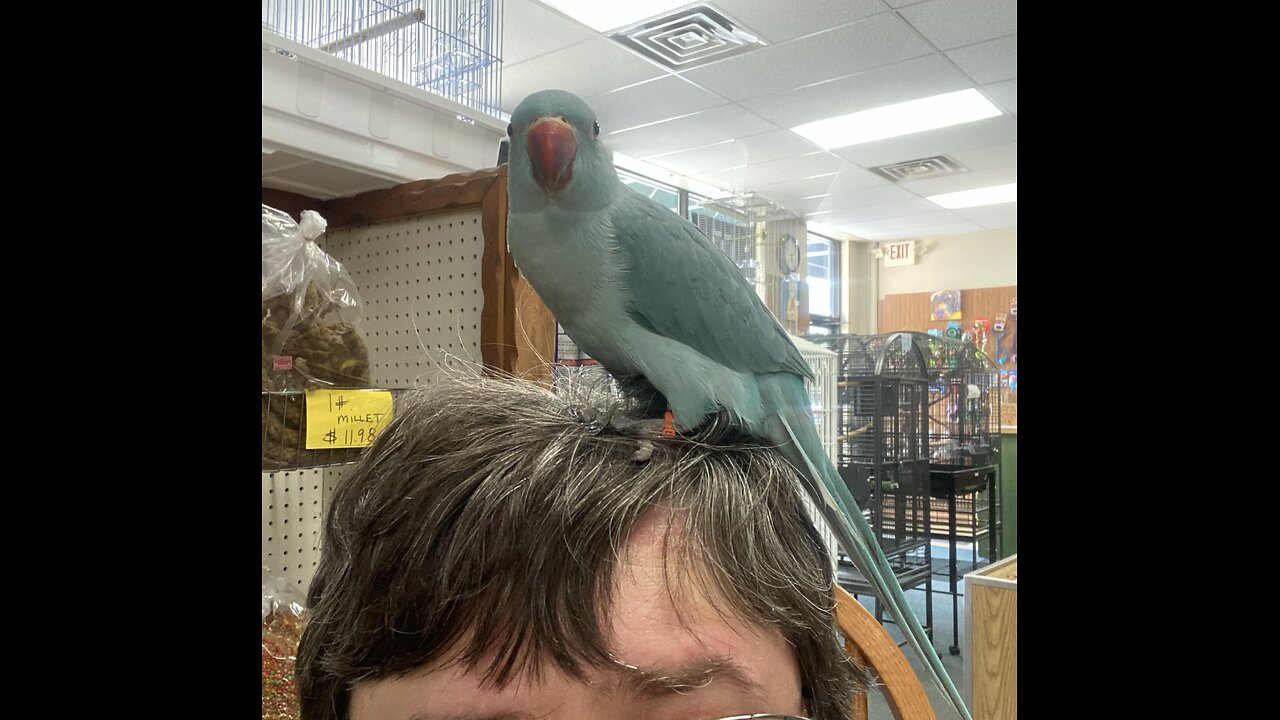Baby Ringneck