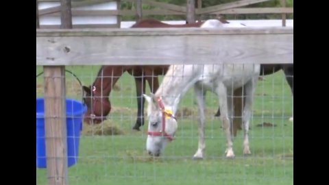 Neglected horses rescued from property; now recovering in South Florida