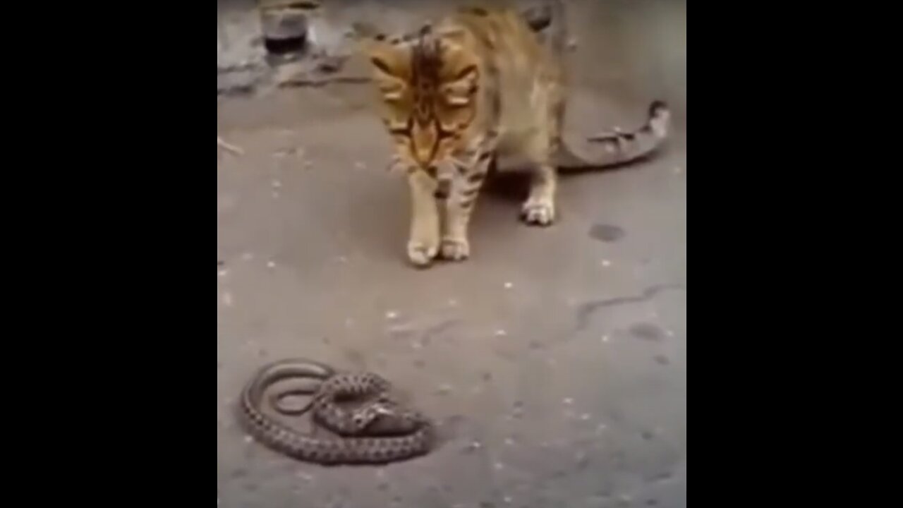 CAT VS SNAKE!!!