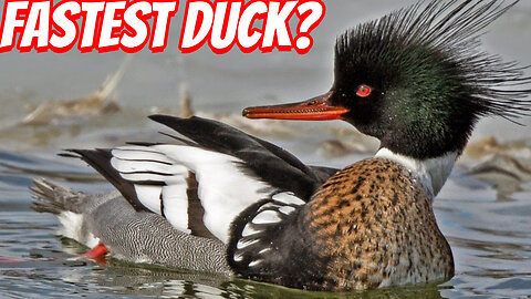 How Fast IS The Red-breasted merganser?