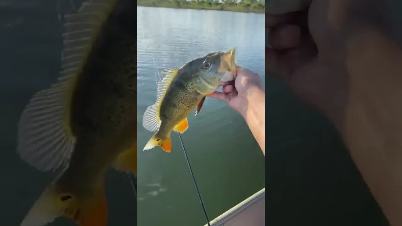 Another Peacock BASS on the War Pig