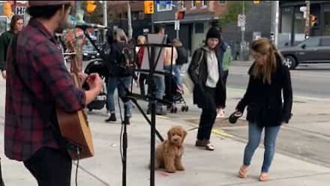 Ce chien apprécie les artistes de rue !