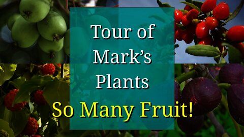 Backyard Nursery Tour: Marks Plants, so MANY Fruiting Plants!