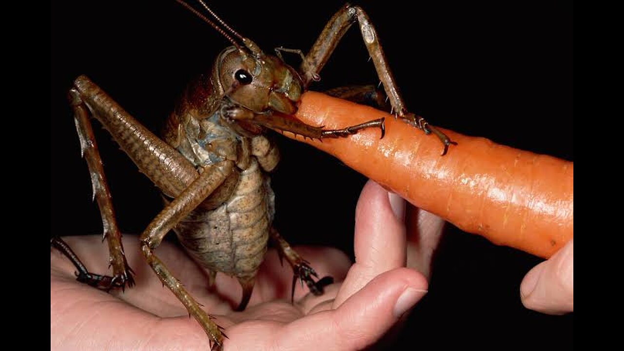 : "The Incredible Giant Weta: Nature's Heaviest Insect!"