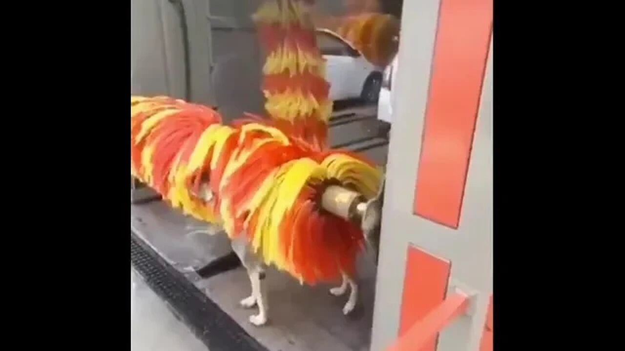 This little guy knows all them local spots