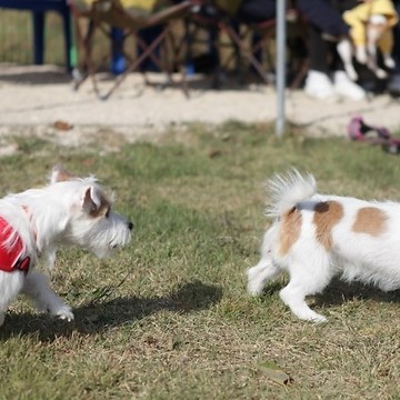 The dog stole another dog's ball and ran for dear life