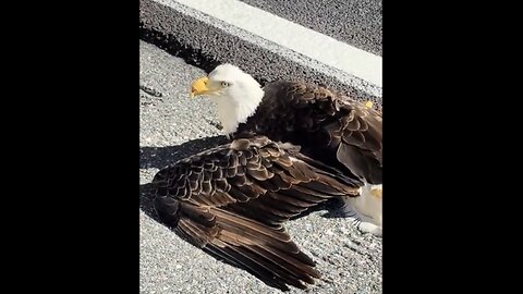 AMERICA NATIONAL BIRD🇺🇸🛣️🦅📸SAVED BY A GOOD SAMARITAN🛻⛑️🏅💫