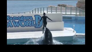 SEA WORLD
