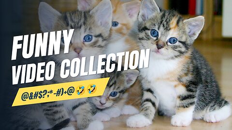 Funny Animal Videos | Funny Animals | Animals That Make You Smile