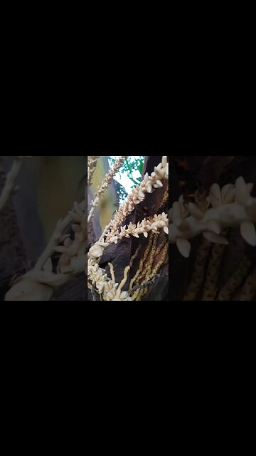 How Coconuts are Made! #survival #bushtucker