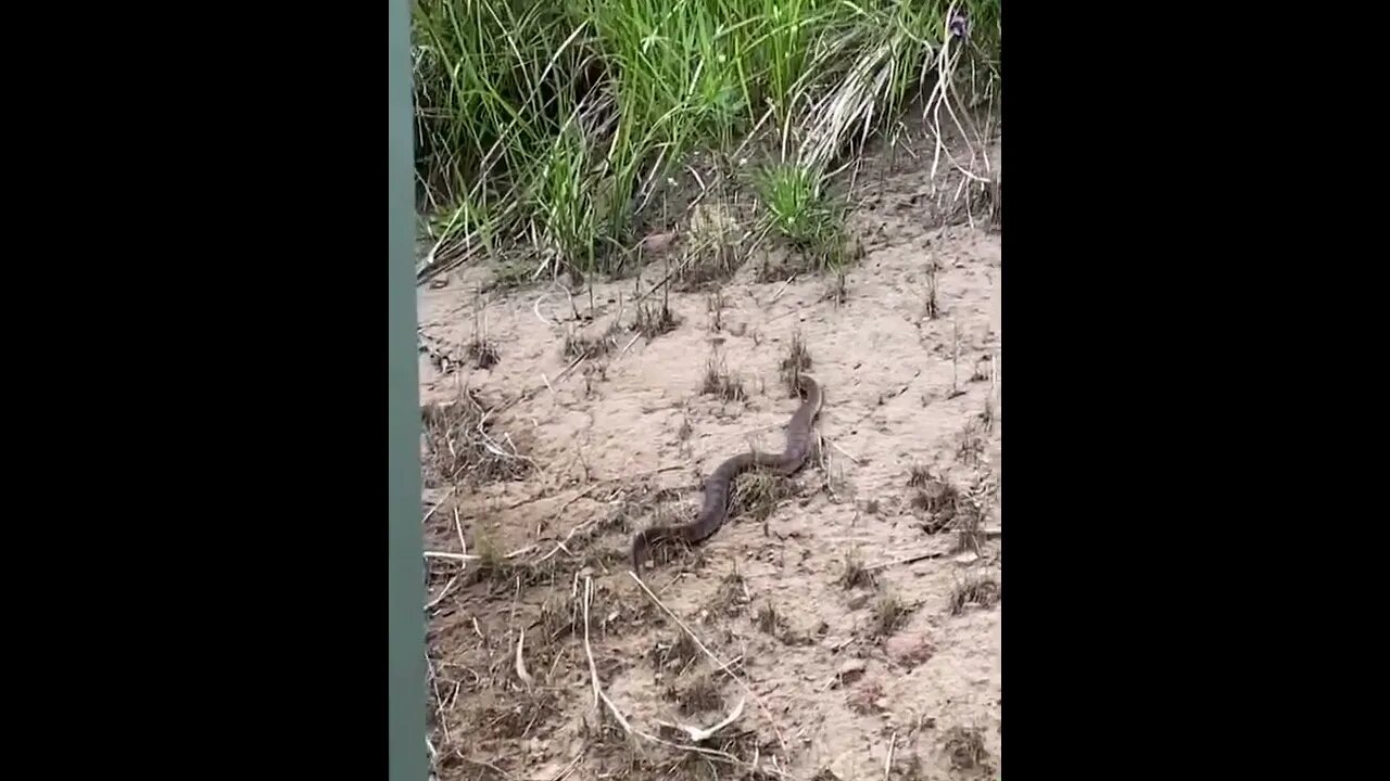 Death adder lives with us. Drinks from water between our cabins.... hm 27/1/22