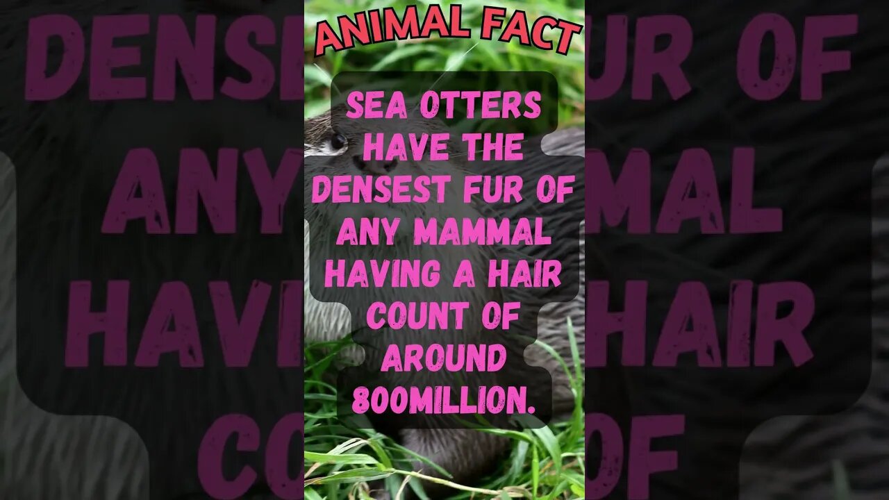 🦦Discover Fascinating Animal Facts👀 #shorts #shortsfact #animalfacts #funfactsshorts #otter #hair