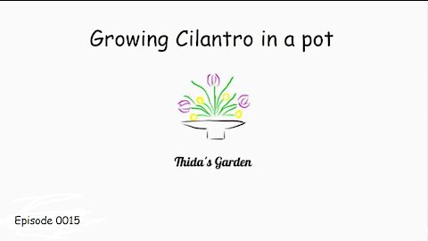 Growing Cilantro in a pot