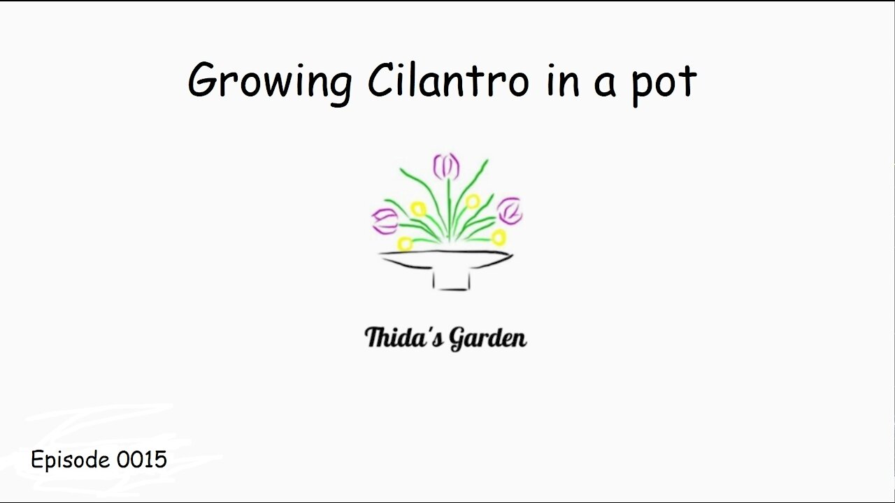 Growing Cilantro in a pot