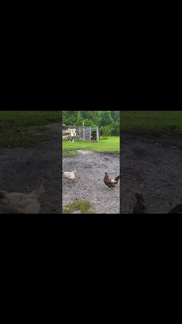 Dogs And Chickens #chickenshorts #chickens
