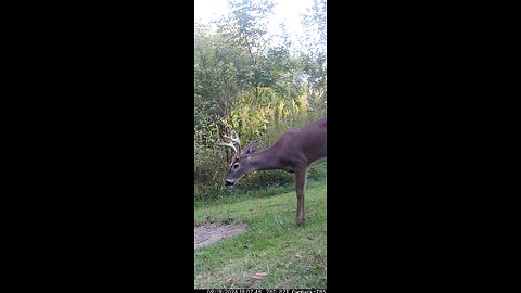 Buck Deer 9-19-2024