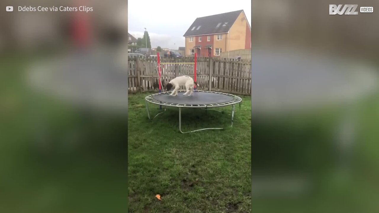 Ce chien s'éclate comme un gamin sur son trampoline