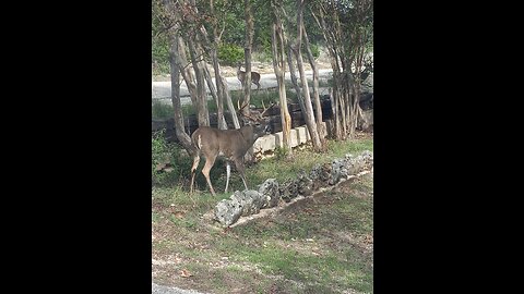 My front yard buck