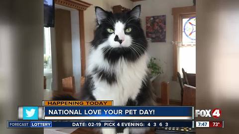 Fox 4 Morning News Celebrates National Pet Day