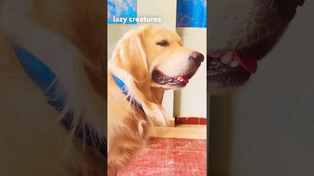 David Attenborough doing a Number on Ghost #goldenretriever #ytshorts #shorts